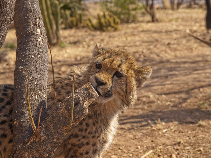 Amani Lodge, Cheetah